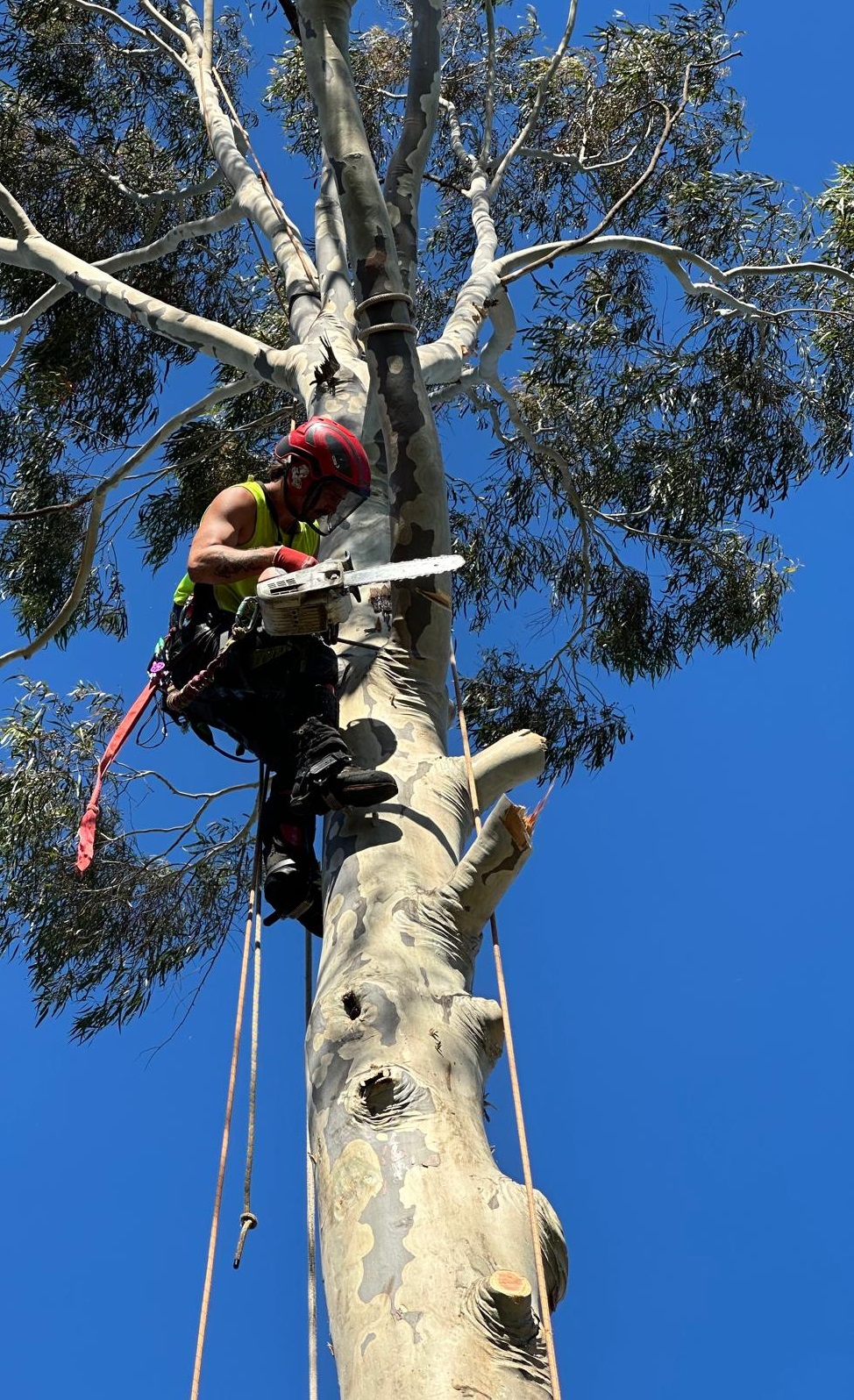 Tree Removal Melbourne