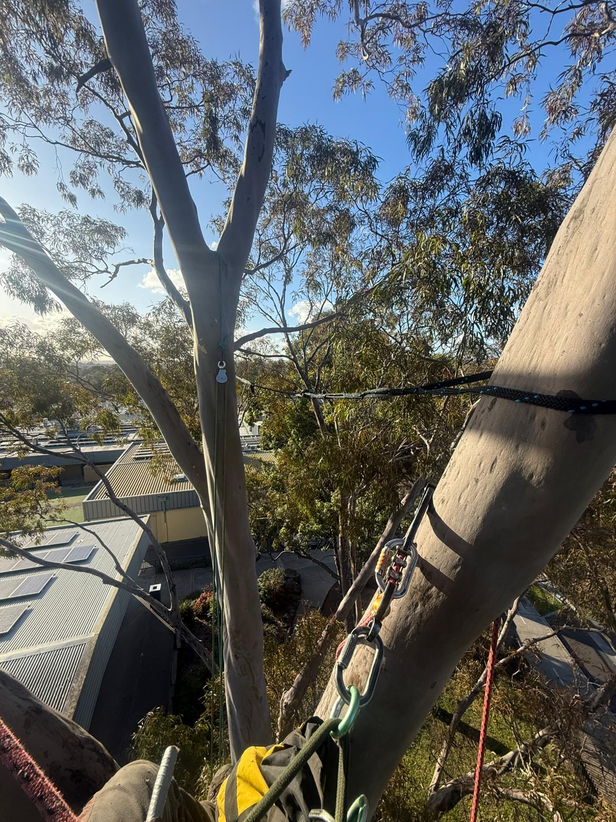 Tree Removal Victoria