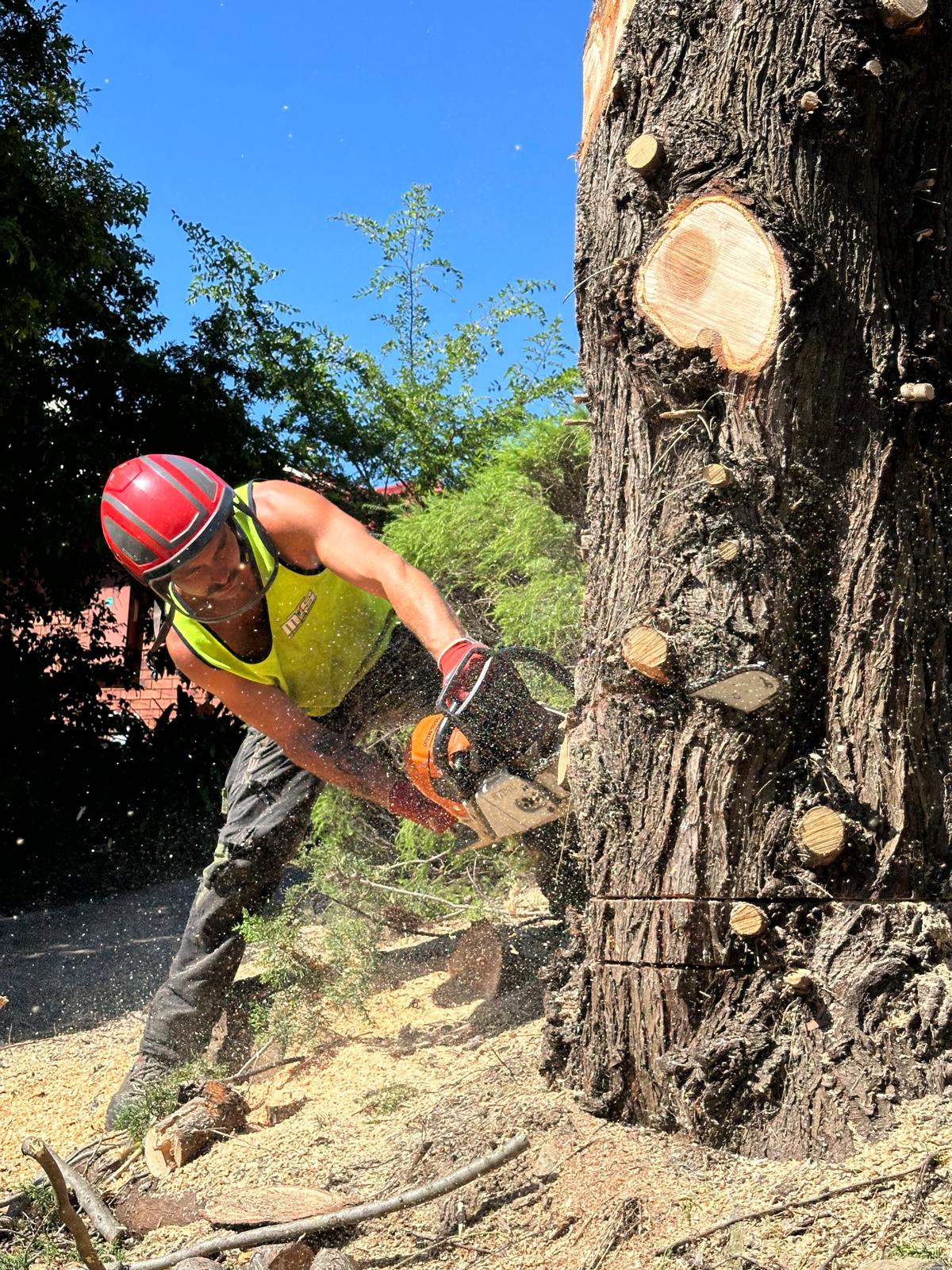 Tree Removals Victoria