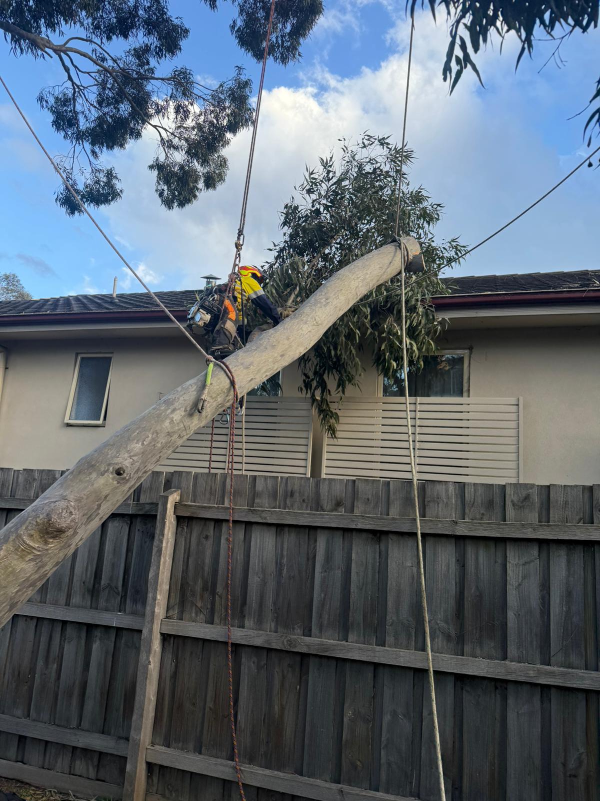 Tree Removal in Victoria