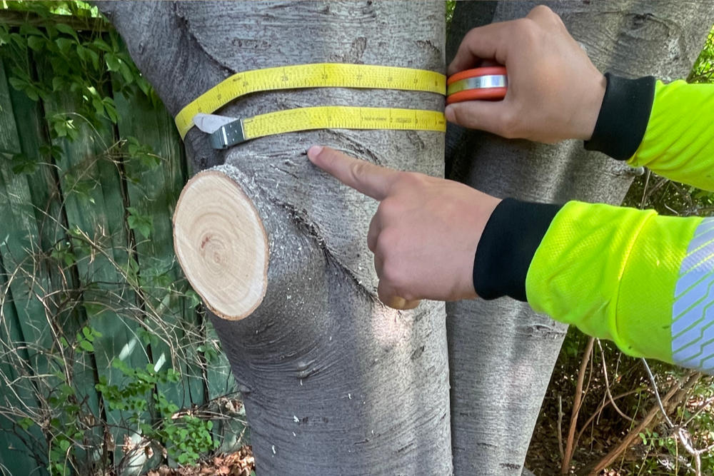 Tree Health & Condition Reports Melbourne