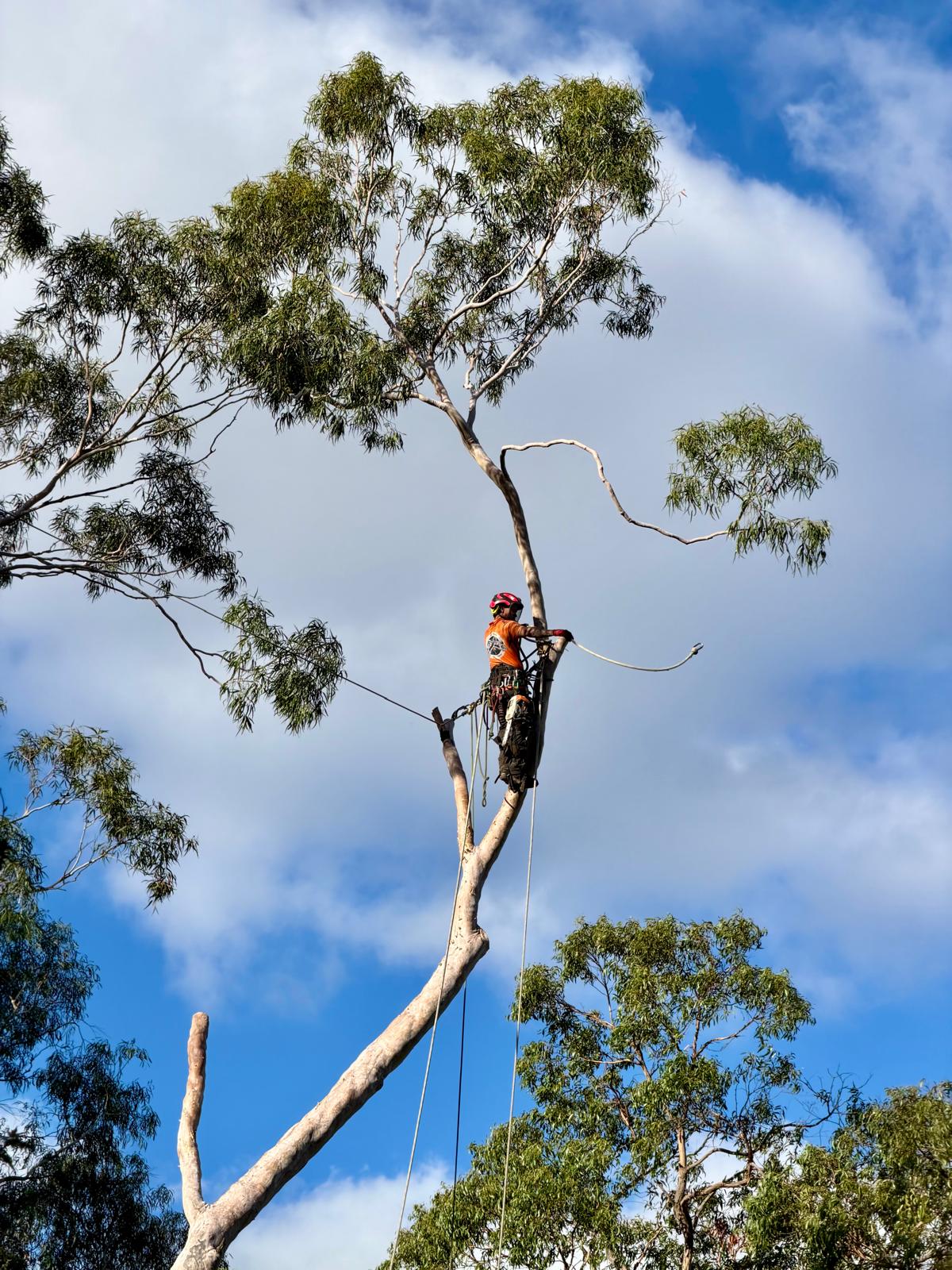 Tree Removal Brighton