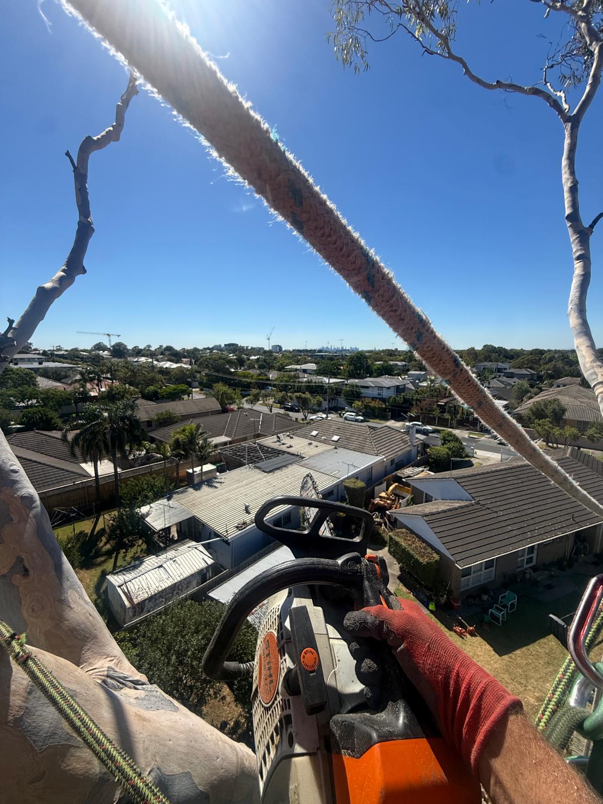 Tree Removals Brighton