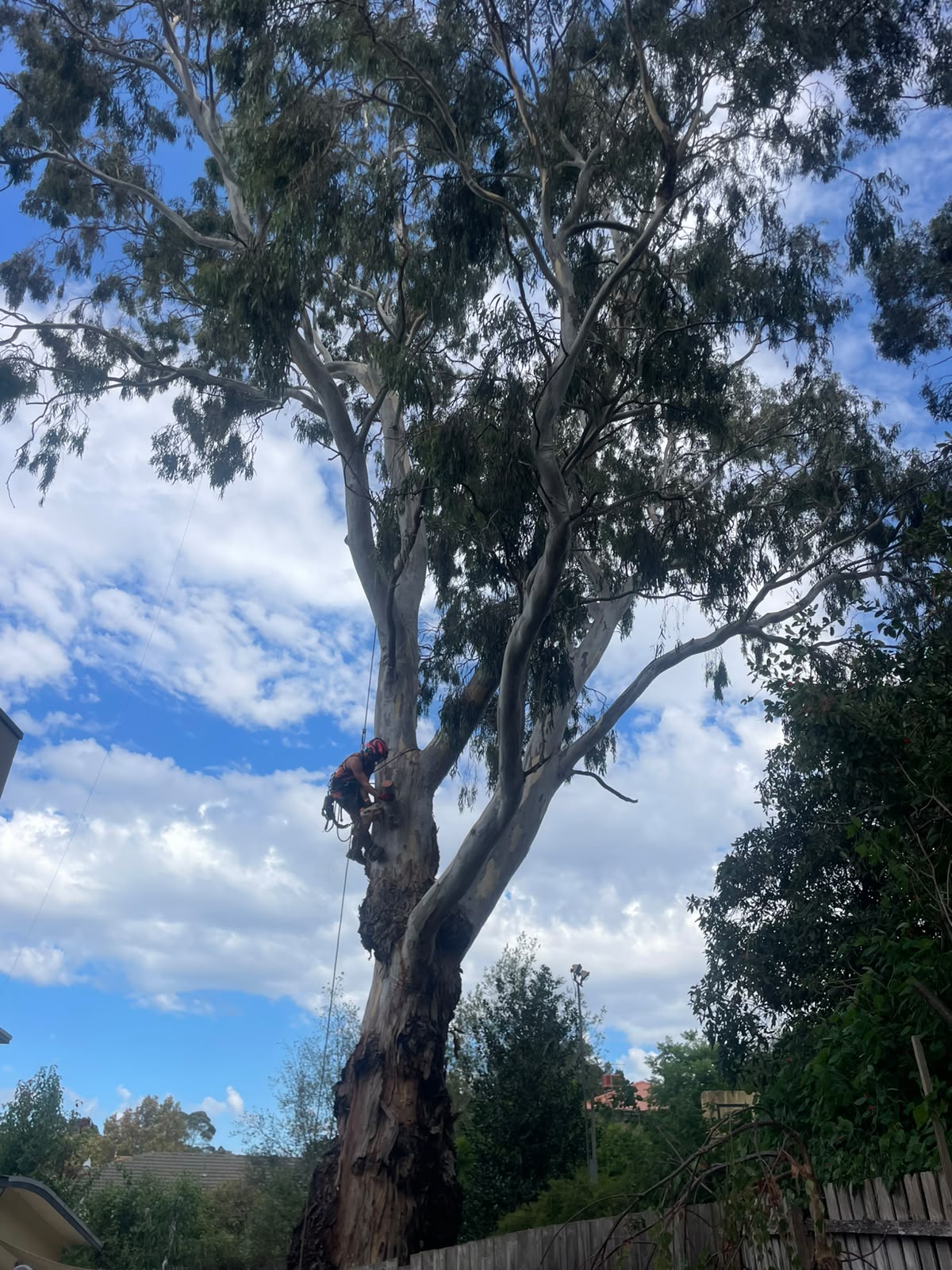 Tree Removals Sandringham