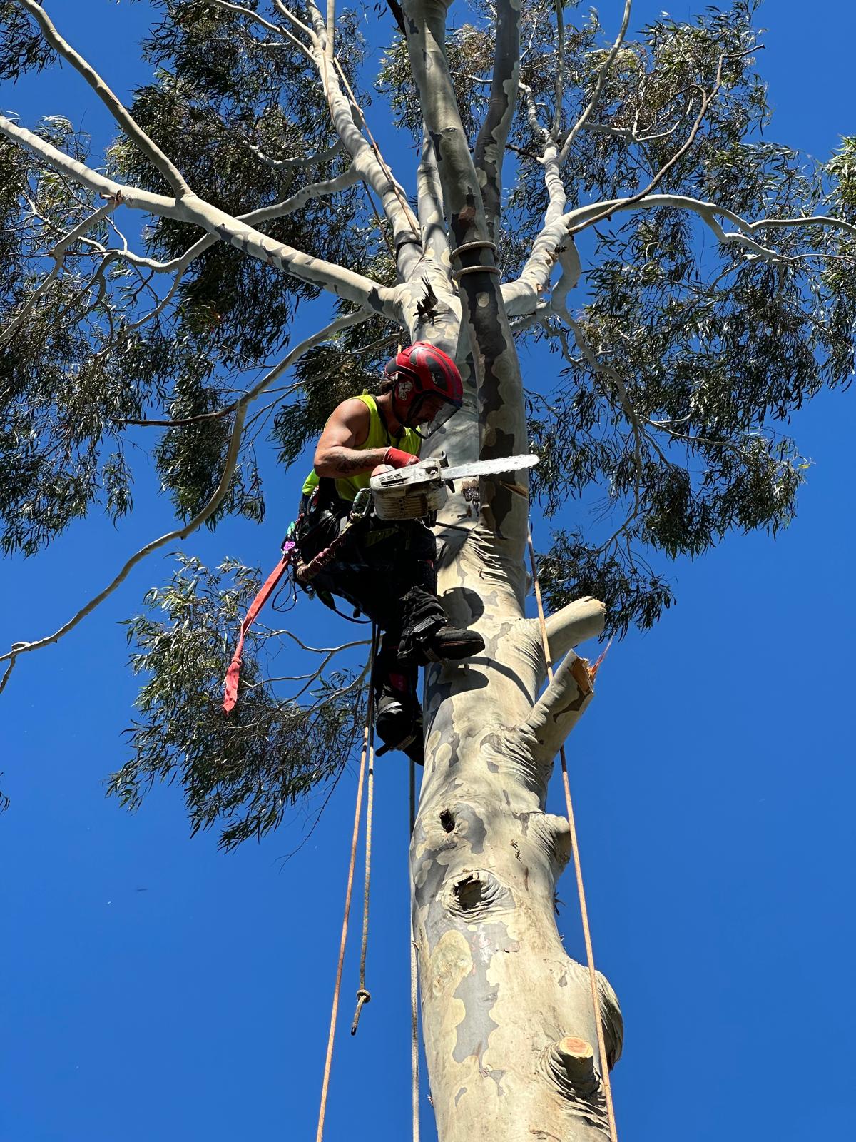 Tree Removal Hallam