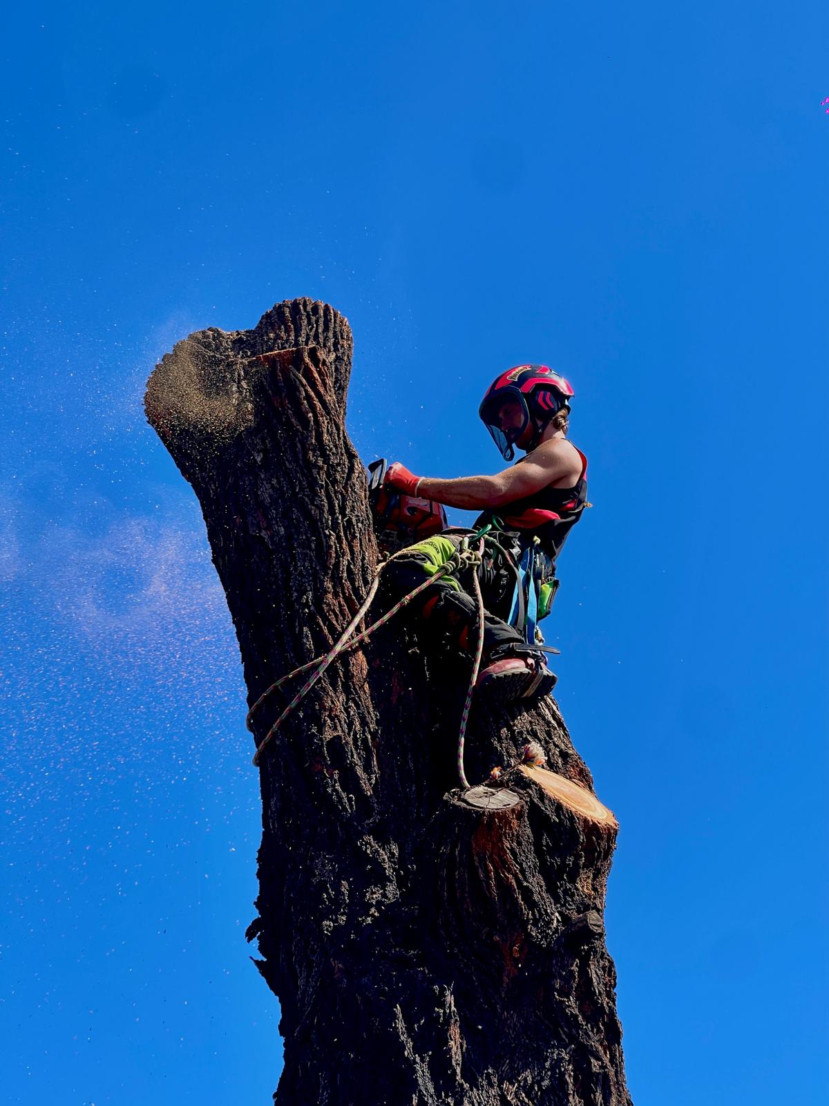 Tree Removal Mentone